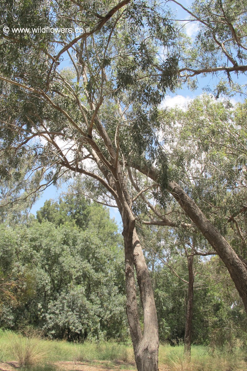 Eucalyptus odorata
